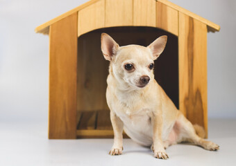 brown  short hair  Chihuahua dog sitting in  front of wooden dog house, isolated on white background.