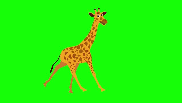 Running giraffe 2d  animation cartoon on green screen 