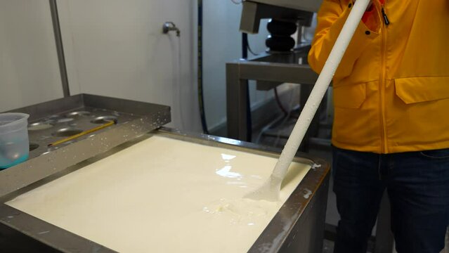 Cheese maker stirs milk vat with perforated paddle in factory, medium shot