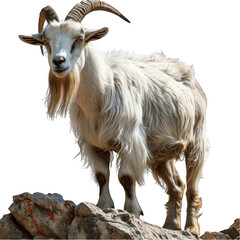 Alpine Goat Isolated on Transparent or White Background, PNG