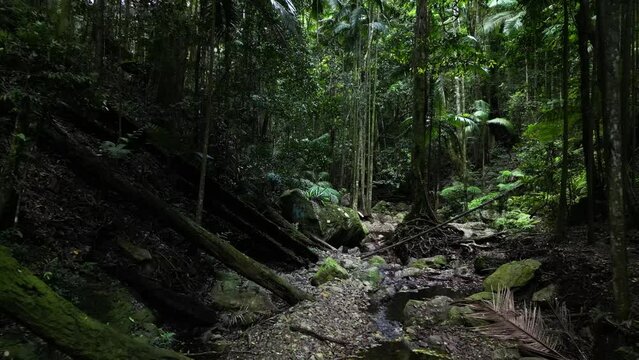 A moss covered pristine jungle stream hidden deep in a tropical rainforest mountain range. Slow drone reveal
