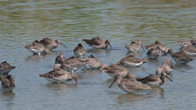 Rapid attack on their food found under neath the depth of water in the mud, Black-tailed Godwit Limosa limosa, Thailand