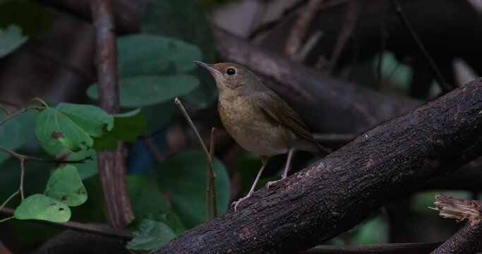 Facing to the left motionless as the camera zooms out a windy scenario in the forest, Siberian Blue Robin Larvivora cyane Female, Thailand