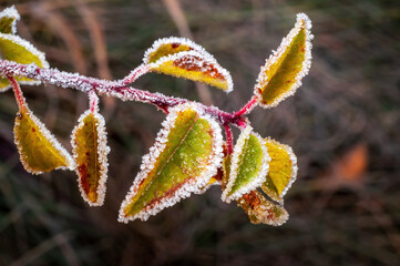 An apple tree branch with frosty autumn leaves. The frost has enhanced the beauty of the leaves