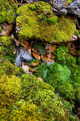 moss and stones in the forest