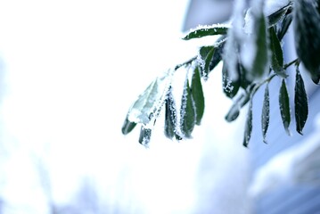 Winterzeit, grüne Blätter, Frost, Eis