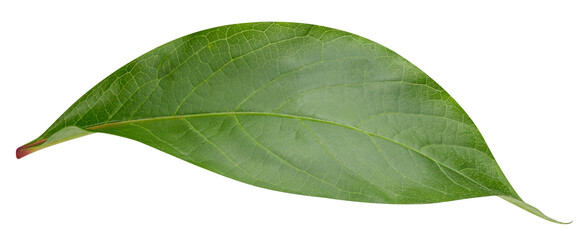 Mango leaf isolated on white background