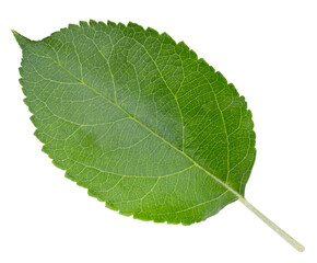 Apple leaf isolated