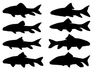 Silver Redhorse Fish silhouette vector art white background