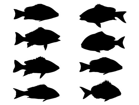 Snapper Fish silhouette vector art white background