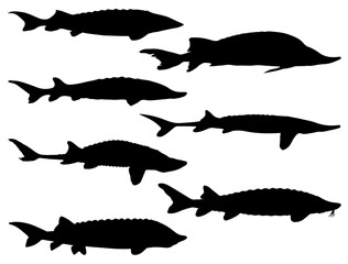Sturgeon fish silhouette vector art white background