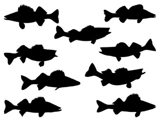 Walleye Fish silhouette vector art white background