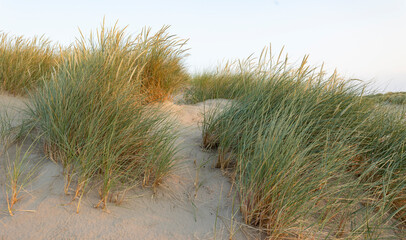 Beach grass on dune landscape at Barmouth Wales, during early evening light © © Raymond Orton
