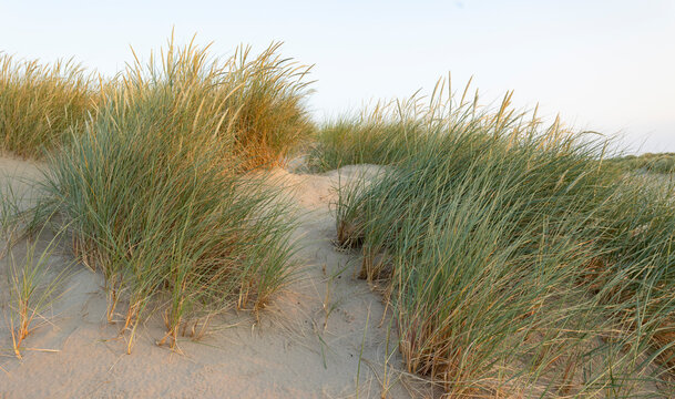 Beach grass on dune landscape at Barmouth Wales, during early evening light