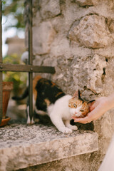 Tricolor cat rubs against the hand of a woman who strokes her near a stone garden fence