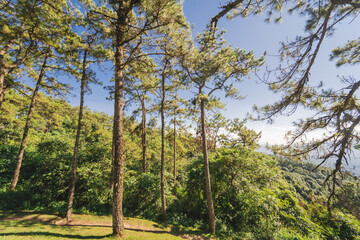 Fototapeta premium travel and people activity concept with large pine with layer of mountain and cloudy sky background