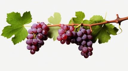 Grapevines isolated on transparent background,ultra