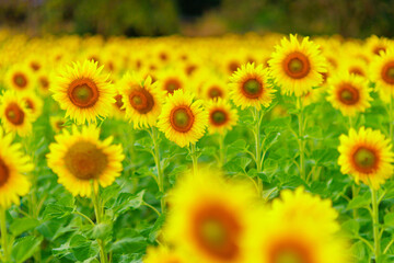 Sunflower flower on a sunflower field.