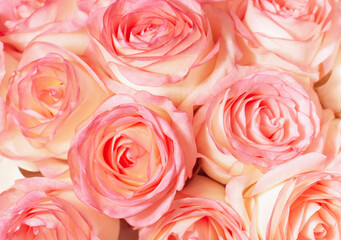 background of buds of fresh roses, postcard, congratulations, in Color of the Year 2024 Peach Fuzz. High quality photo