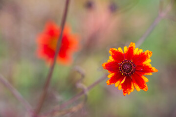 Blanket flower head