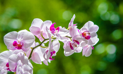 Branch of a white orchid on a green natural background
