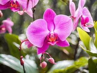 Beautiful pink orchid flowers in botanical garden