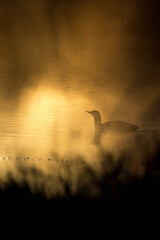 Loon in silhouette in lake at sunrise