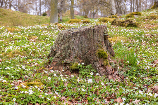 Tree stump with flowering Wood anemone