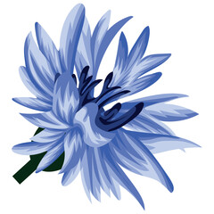bud of ragged field, wild, blue cornflower flower for decoration or card, on white background, vector