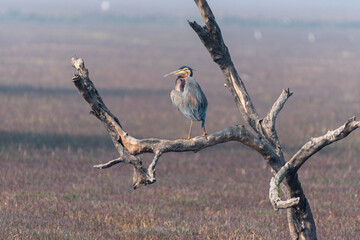 Purple heron bird perched on a branch with use of selective focus