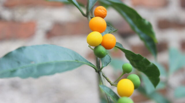 Solanum spirale Roxburgh, adalah sebuah genus tanaman dari famili Solanaceae.
