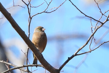 oriental greenfinch in a forest