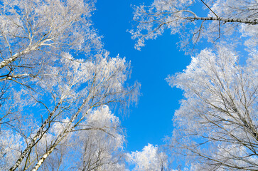 Tops of birch trees in frost against background of cloudless blue sky