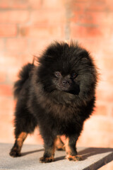 Funny fluffy black Pomeranian puppy with tan close-up