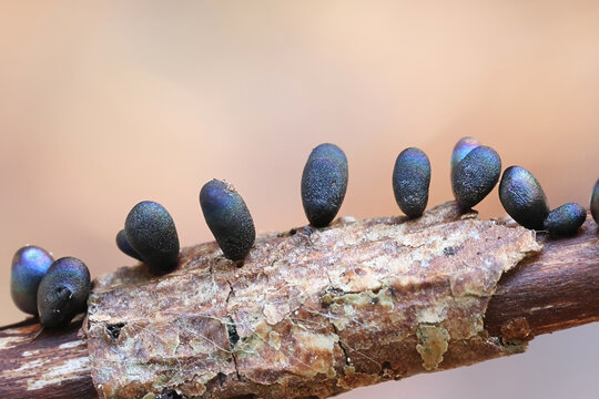 Lamproderma ovoideum, a nivicolous slime mold from Finland, no common English name