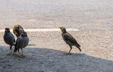 Beautiful Bank Myna on Road captured in vivid detail