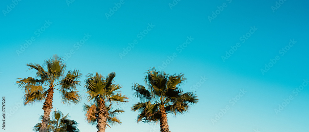 Wall mural palm tree on clear blue sky in sunny day summer by the beach in spain. tropical tree with green,blue