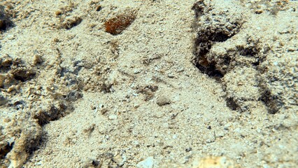 The best diving spot Sipadan Island, Sabah state in Malaysia.