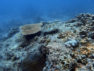 The best diving spot Sipadan Island, Sabah state in Malaysia.
