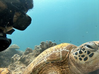 The best diving spot Sipadan Island, Sabah state in Malaysia.