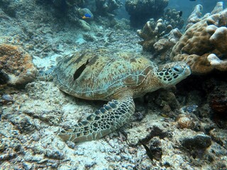 The best diving spot Sipadan Island, Sabah state in Malaysia.
