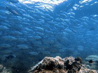 The best diving spot Sipadan Island, Sabah state in Malaysia.