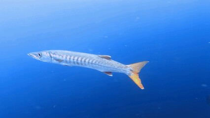 The best diving spot Sipadan Island, Sabah state in Malaysia.