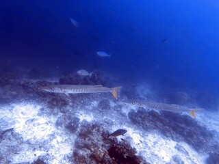 The best diving spot Sipadan Island, Sabah state in Malaysia.