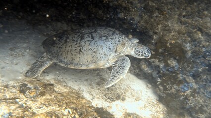 The best diving spot Sipadan Island, Sabah state in Malaysia.