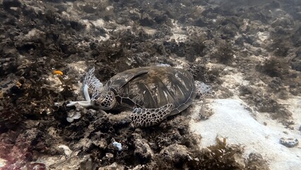The best diving spot Sipadan Island, Sabah state in Malaysia.