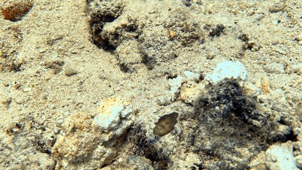 The best diving spot Sipadan Island, Sabah state in Malaysia.