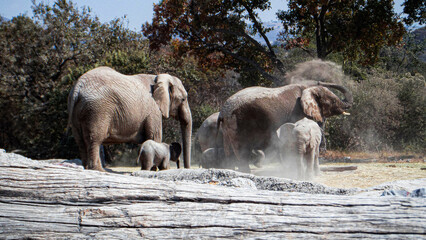 herd of elephants in the wild © MAXTREYFUN
