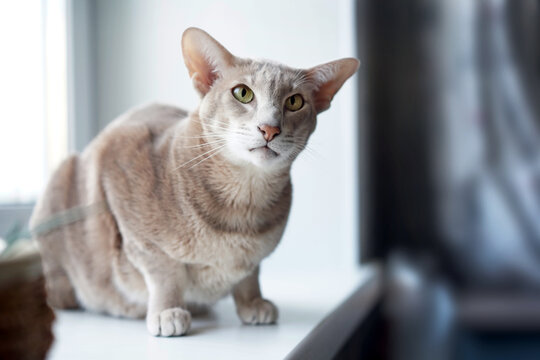 Oriental gray cat sitting on the windowsill