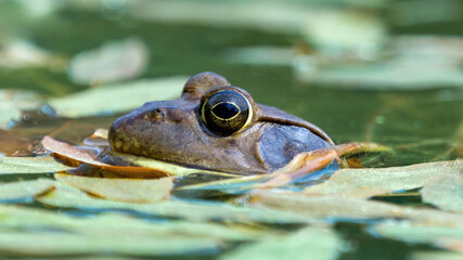 American Bullfrog Peeking Out of Water. Henry W. Coe State Park, California, USA. - obrazy, fototapety, plakaty